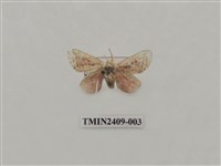 藏品(艷刺蛾)的圖片